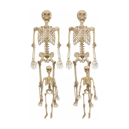 Cindervale Skeleton, studio packshot on white